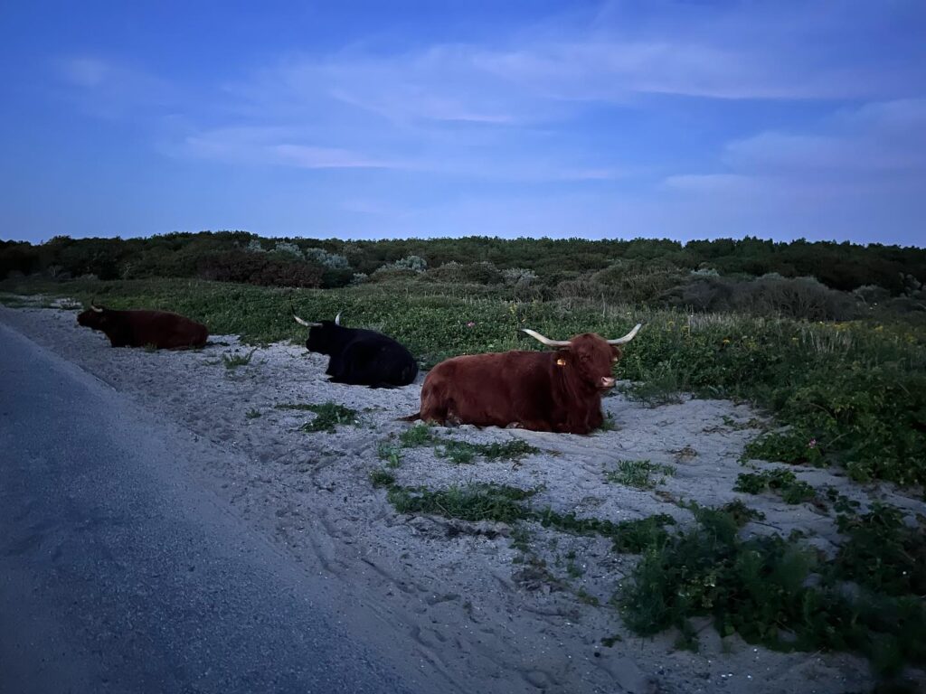 Highland cattle in the dunes in Den Haag Scheveningen