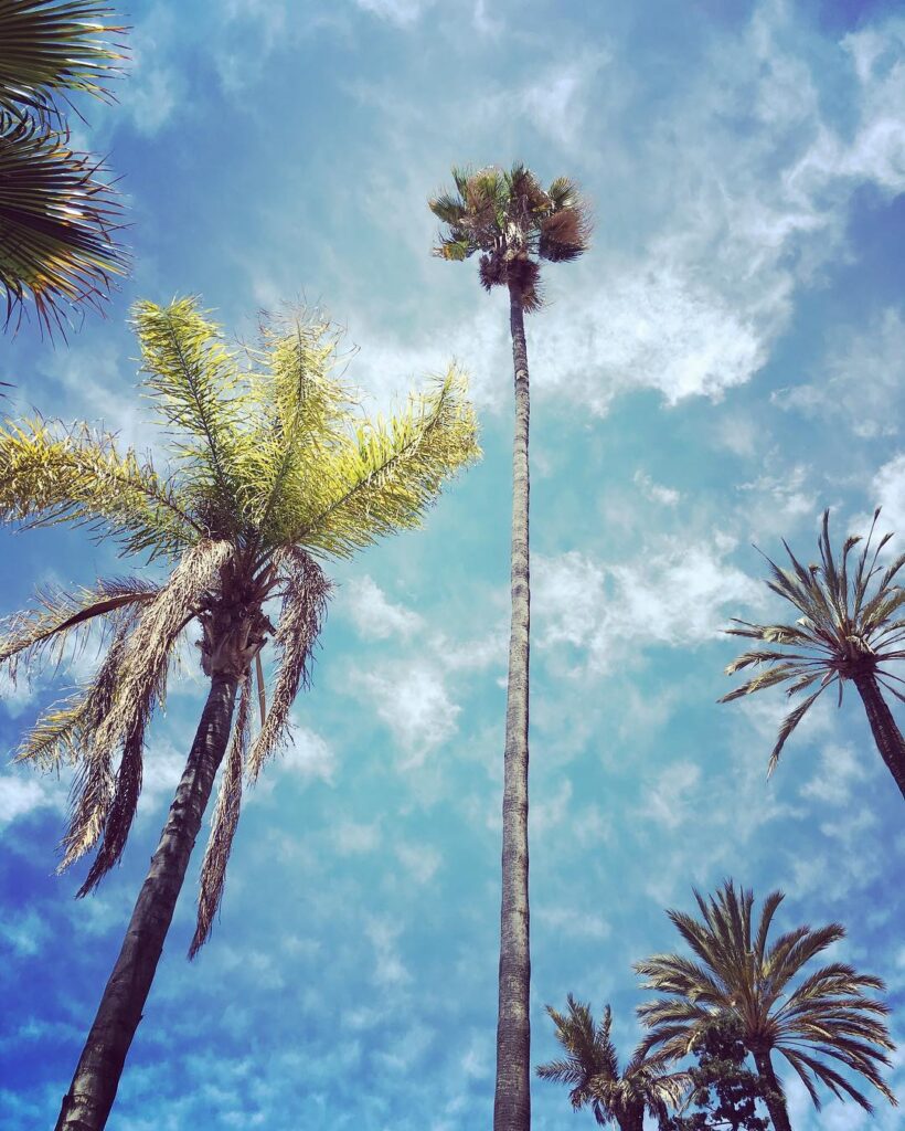 Palm trees in Valencia